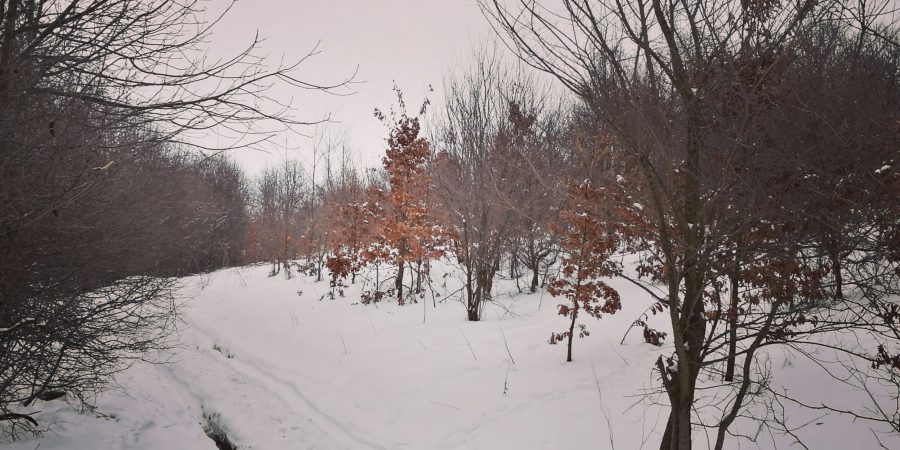 Alergare de iarnă la Comana, prin padure
