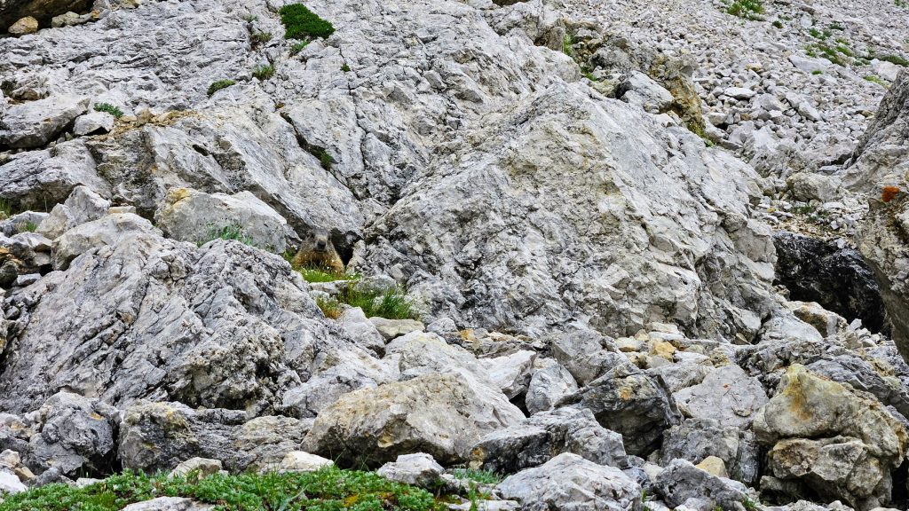 Identificați marmota !