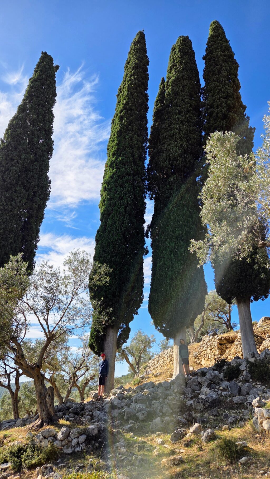 Chiparoși foarte înalți prin livada de măslini